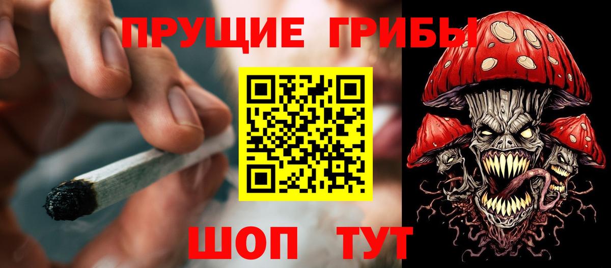 Псилоцибиновые грибы Psilocybe Дербент